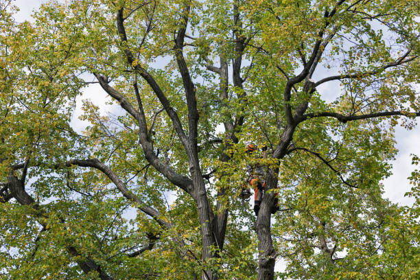 Best Root Management and Removal  in Cordele, GA